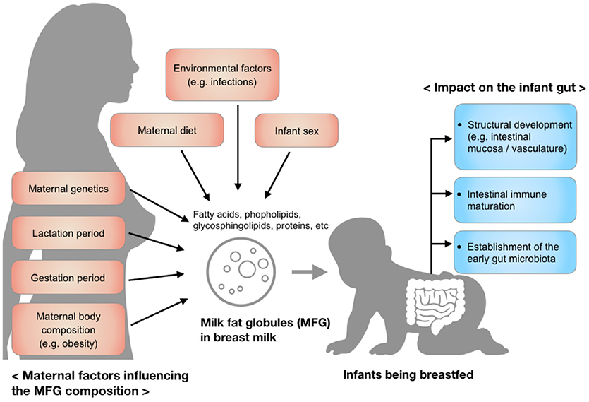 the-biology-of-breastmilk-milkmaid-babies